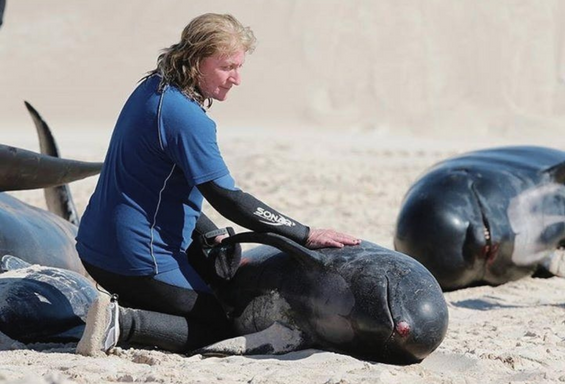 Australien Wildlife Dolphin