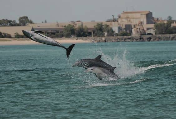 Wildlife Australien Dolphin
