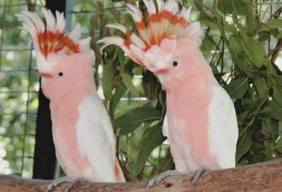 Wildlife Australien Wildlife Sancturay