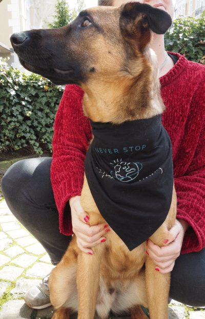 Never Stop Experimenting - Hunde-Bandana in Schwarz erhältlich