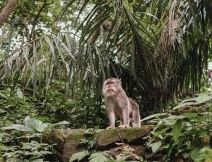 Freiwilligendienst auf Bali