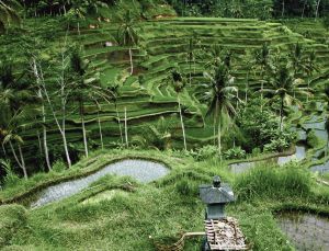 Freiwilligendienst auf Bali