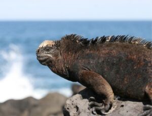 Galapagos-Inseln Reisetipps