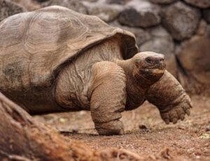 Fakten über die Galapagos-Inseln