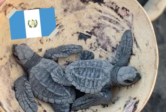 Guatemala_Wildlife