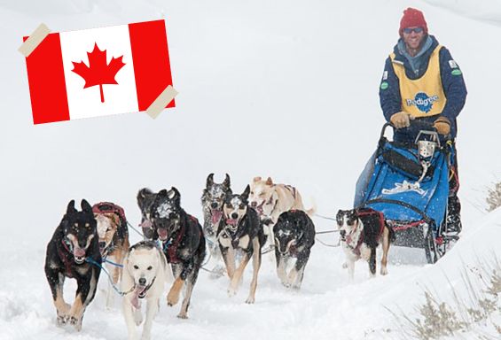 Kanada_Wildlife Dogs 'n' Snow