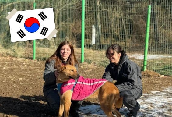 202510_FWD_Länderübersicht_Südkorea