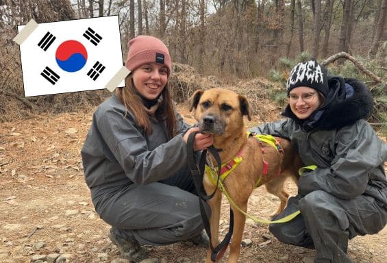 Südkorea_Wildlife